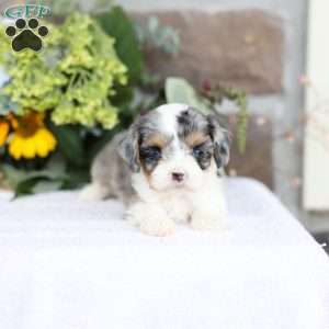 Bailey, Cavapoo Puppy